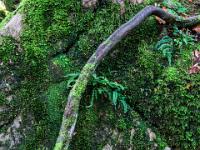 Freiliegender Wurzelarm, zarte Farne und bemooster Fels